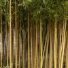 Bamboe (Phyllostachys Aureosulcata 'Spectabilis')