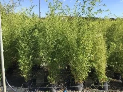 Bamboe (Phyllostachys Aureosulcata 'Spectabilis') -Tuinplanten Winkel phyllostachys aureosulcata spectabilis 100125