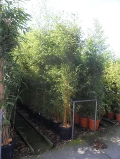 Bamboe (Phyllostachys Aureosulcata 'Spectabilis') -Tuinplanten Winkel phyllostachys aureosulcata spectabilis 200 250 c25