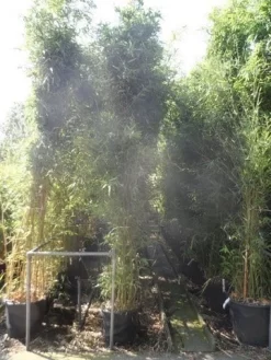 Bamboe (Phyllostachys Bissetii) -Tuinplanten Winkel phyllostachys bissetii 250 300 c35