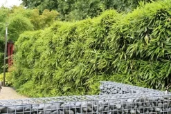 Bamboe (Phyllostachys Bissetii) -Tuinplanten Winkel phyllostachys bissetti 1