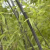 Bamboe (Phyllostachys Nigra)