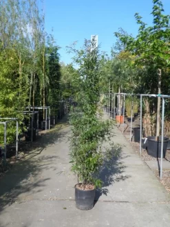 Bamboe (Phyllostachys Nigra) -Tuinplanten Winkel phyllostachys nigra 150 200 c18