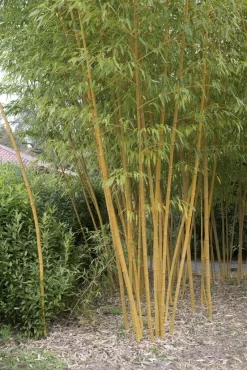 Bamboe (Phyllostachys Vivax 'Aureocaulis')