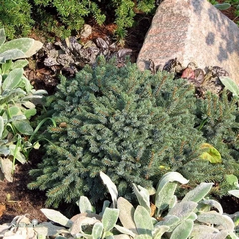 Dwergspar (Picea Glauca 'Echiniformis') 4 Dwergspar (Picea Glauca 'Echiniformis') - Afbeelding 4