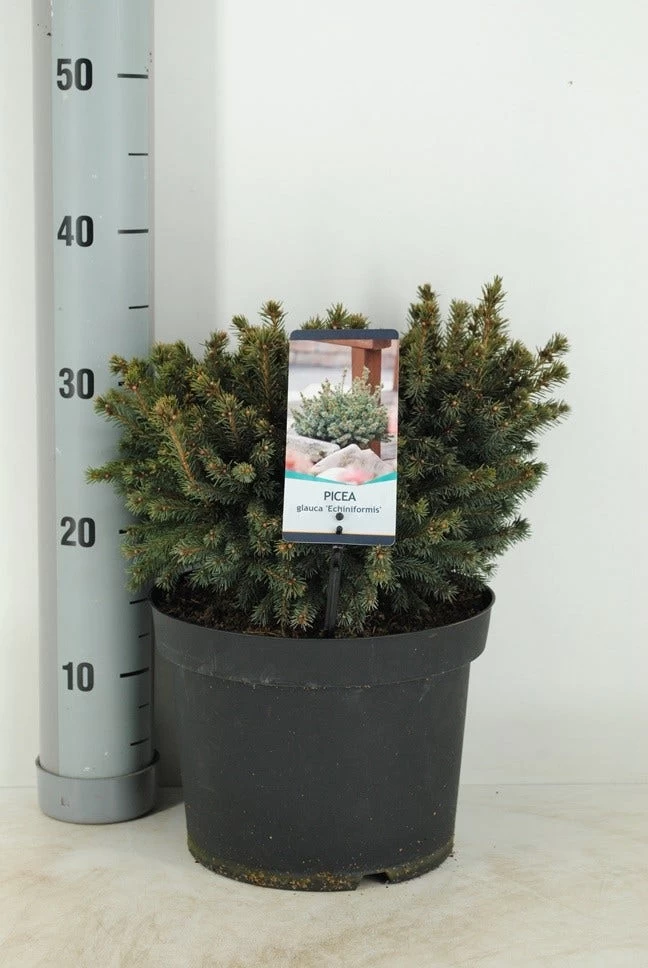 Dwergspar (Picea Glauca 'Echiniformis') 2 Dwergspar (Picea Glauca 'Echiniformis') - Afbeelding 2