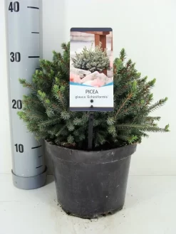 Dwergspar (Picea Glauca 'Echiniformis') 6 Dwergspar (Picea Glauca 'Echiniformis') -Tuinplanten Winkel picea glauca echiniformis zomer c3 m