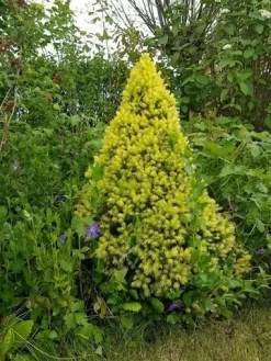 Witte Alberta Spar (Picea Glauca 'J.W. Daisy's White') 5 Witte Alberta Spar (Picea Glauca 'J.W. Daisy's White') -Tuinplanten Winkel picea glauca j.w. daisy s white