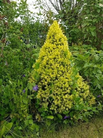 Witte Alberta Spar (Picea Glauca 'J.W. Daisy's White') 3 Witte Alberta Spar (Picea Glauca 'J.W. Daisy's White') - Afbeelding 3