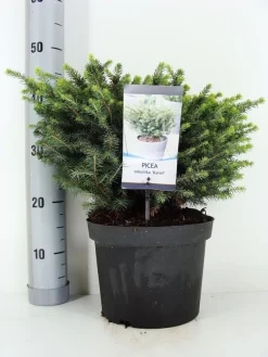 Servische Spar (Picea Omorika 'Karel') 7 Servische Spar (Picea Omorika 'Karel') -Tuinplanten Winkel picea omorika karel zomer c5 m