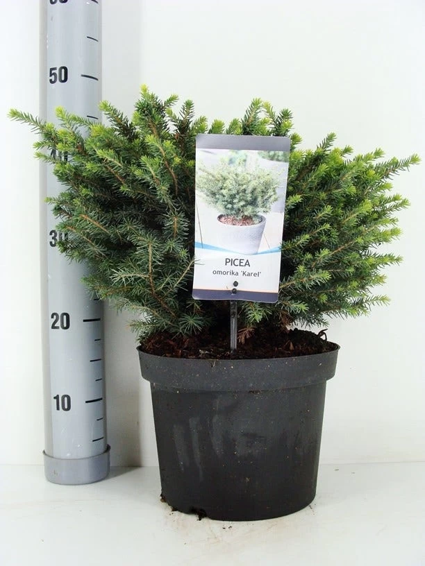 Servische Spar (Picea Omorika 'Karel') 4 Servische Spar (Picea Omorika 'Karel') - Afbeelding 4