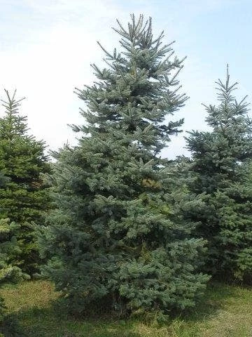 Blauwspar (Picea Pungens 'Glauca') 4 Blauwspar (Picea Pungens 'Glauca') - Afbeelding 4
