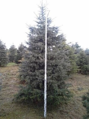 Blauwspar (Picea Pungens 'Glauca') 6 Blauwspar (Picea Pungens 'Glauca') - Afbeelding 6