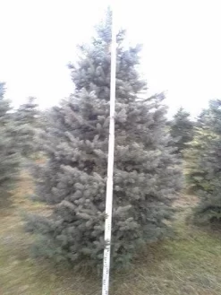 Blauwspar (Picea Pungens 'Glauca') 13 Blauwspar (Picea Pungens 'Glauca') -Tuinplanten Winkel picea p glauca 350 1