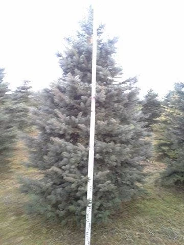 Blauwspar (Picea Pungens 'Glauca') 7 Blauwspar (Picea Pungens 'Glauca') - Afbeelding 7