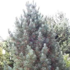 Alpenden (Pinus Cembra 'Glauca')