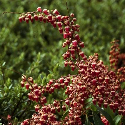 Rotsheide (Pieris Japonica 'Valley Valentine') 2 Rotsheide (Pieris Japonica 'Valley Valentine') - Afbeelding 2