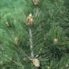 Den (Pinus Leucodermis)