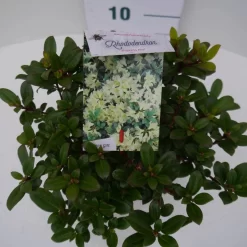 Dwergrhododendron (Rhododendron 'Princess- Anne') -Tuinplanten Winkel pincess ann c2 boven