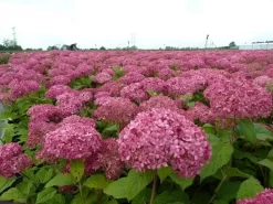 Hortensia (Hydrangea 'Pink Annabelle') -Tuinplanten Winkel pink annabelle 1
