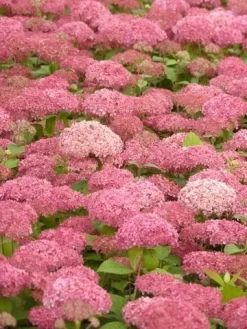 Hortensia (Hydrangea 'Pink Annabelle') -Tuinplanten Winkel pink annabelle 2