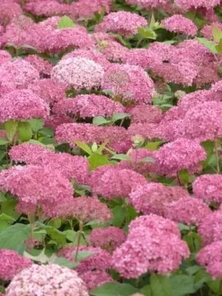 Hortensia (Hydrangea 'Pink Annabelle') -Tuinplanten Winkel pink annabelle 3