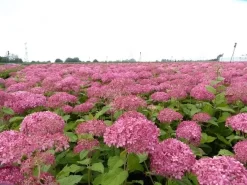 Hortensia (Hydrangea 'Pink Annabelle') -Tuinplanten Winkel pink annabelle 4