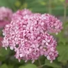 Hortensia (Hydrangea 'Pink Annabelle')