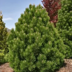 Dwerg Bergden (Pinus Mugo 'Wintergold') -Tuinplanten Winkel pinus heldreichii compact gem 1 1