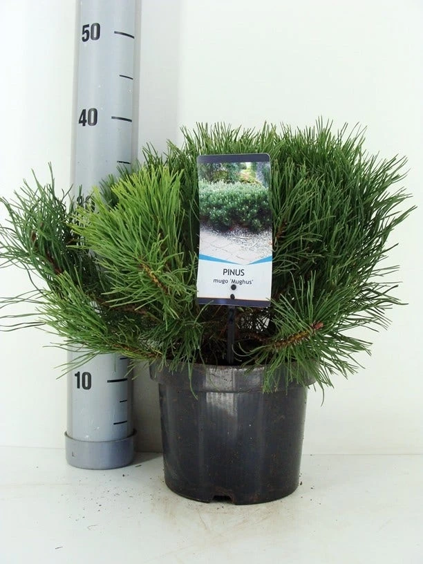 Bergden (Pinus Mugo Mughus) 9 Bergden (Pinus Mugo Mughus) - Afbeelding 9
