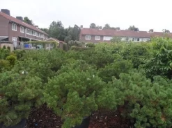 Bergden (Pinus Mugo Mughus) 15 Bergden (Pinus Mugo Mughus) -Tuinplanten Winkel pinus mugo mughus diameter 100 125 150 c130