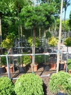 Den Op Stam (Pinus Nigra 'Brepo') -Tuinplanten Winkel pinus nigra brepo 130 150stam cont 1