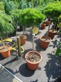 Den Op Stam (Pinus Nigra 'Brepo') -Tuinplanten Winkel pinus nigra brepo 60 80stam c20 1