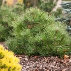 Oostenrijkse Den (Pinus Nigra 'Nana') -Tuinplanten Winkel pinus nigra nana