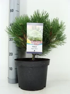 Oostenrijkse Den (Pinus Nigra 'Nana')