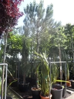 Parasolden Op Stam (Pinus Pinea) -Tuinplanten Winkel pinus pinea 20 25 ho cont