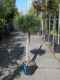 Parasolden Op Stam (Pinus Pinea) -Tuinplanten Winkel pinus pinea halfstam c30