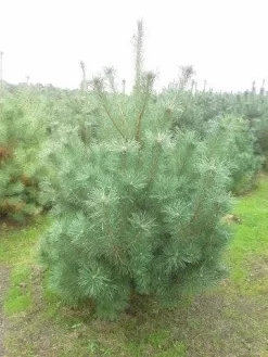 Grove Den, Solitair (Pinus Sylvestris) -Tuinplanten Winkel pinus sylvestris 175 200