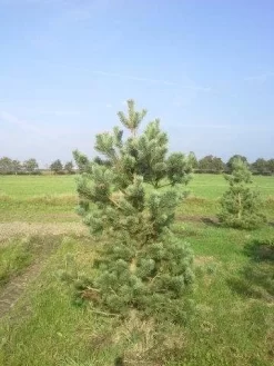 Grove Den, Solitair (Pinus Sylvestris) -Tuinplanten Winkel pinus sylvestris 200