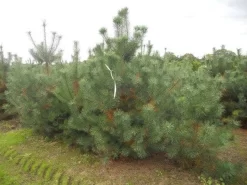 Grove Den, Solitair (Pinus Sylvestris) -Tuinplanten Winkel pinus sylvestris 250 300