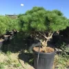 Meerstammige Japanse Pijnboom (Pinus Parviflora 'Brevifolia')