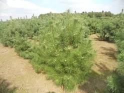 Grove Den, Solitair (Pinus Sylvestris) -Tuinplanten Winkel pinussylv 125 150 13 9 2014