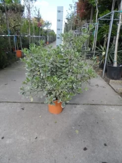 Australische Laurier (Pittosporum Tobira 'Variegatum') -Tuinplanten Winkel pittosporum tobira variegatum c10