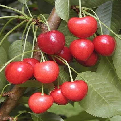 Kersenboom (Prunus Avium 'Kordia') 1 Kersenboom (Prunus Avium 'Kordia')