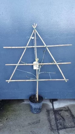 Uitgelichte producten -Tuinplanten Winkel pruim lei 1 15