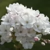 Japanse Sierkers Als Struik (Prunus Serrulata 'Amanogawa')