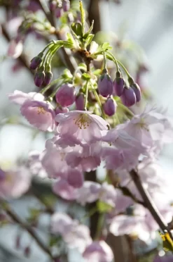 Japanse Sierkers (Prunus 'Accolade') 5 Japanse Sierkers (Prunus 'Accolade') -Tuinplanten Winkel prunus accolade02 1
