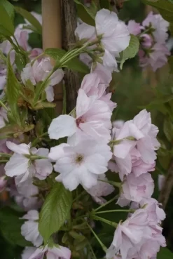 Japanse Sierkers Als Zuilboom (Prunus Serrulata 'Amanogawa') -Tuinplanten Winkel prunus amanogawa 1
