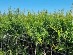 Abrikoos Als Halfstam (Prunus Armeniaca 'Antonio Errani') -Tuinplanten Winkel prunus armeniaca antonio errani 3 1