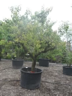 Abrikozenboom (Prunus Armeniaca) -Tuinplanten Winkel prunus armeniaca eetabrikoos halfstam c750 solitair